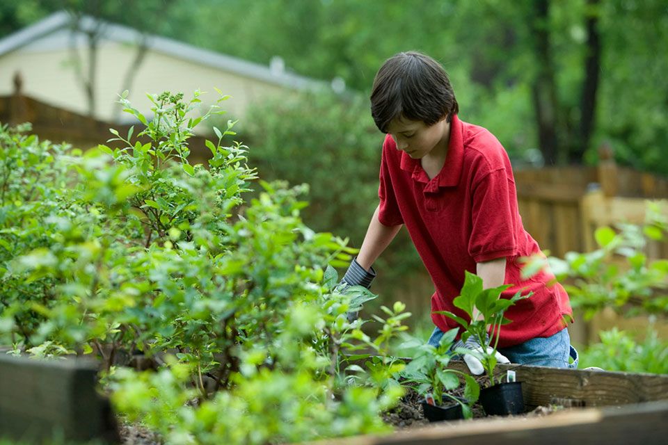 person working in raised garden